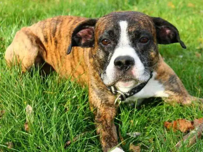 Catahoula Boxer Mix