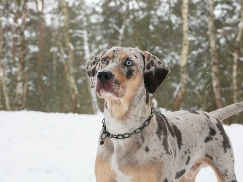 Catahoula Leopard Dog