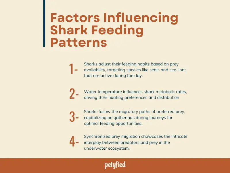 Factors Influencing Shark Feeding Patterns - Infographic