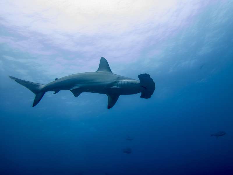 Hammerhead Shark at Night in Malpelo Island