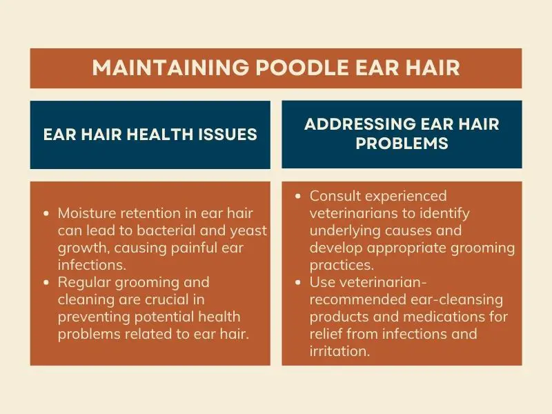 Maintaining Poodles' Ear Hair - Infographic