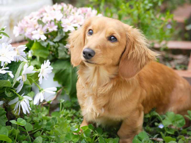 Miniature Dachshund