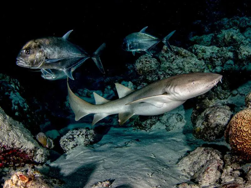 Close up of Nurse Shark active at night