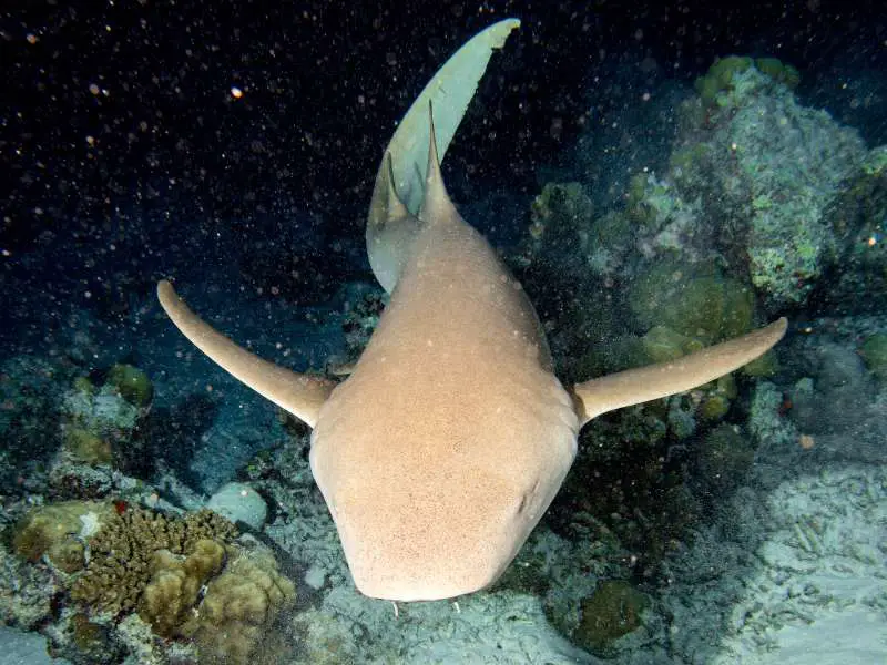 Nurse shark looking for prey to catch and eat at night.