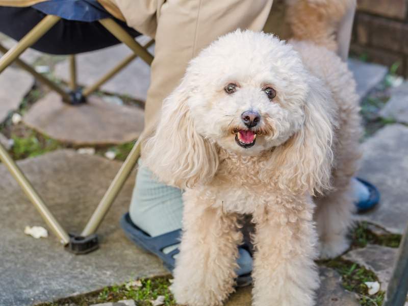 Poodle with hairs in ears