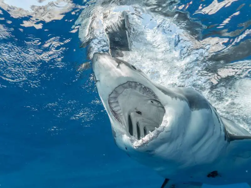 Scary Shark Opening Mouth in Water