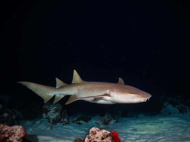 Shark Hunting at Night