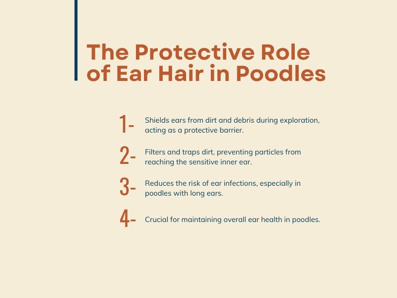 The Protective Role of Ear Hair in Poodles - infographics