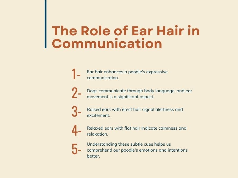 The Role of Ear Hair in Communication of Poodles - infographic