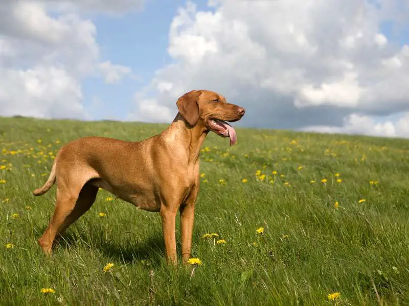 Vizsla Standing in greenery