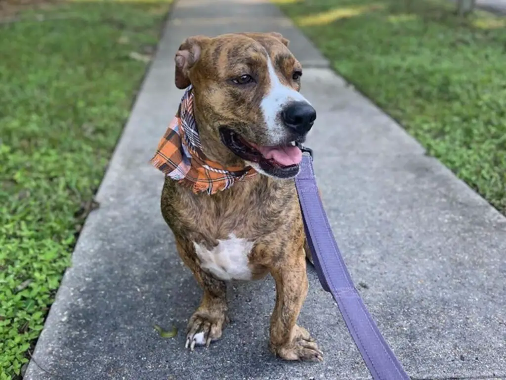 Dachshund Boxer mix