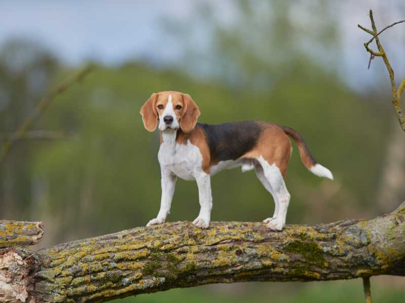 Beagle Dog Standing on the wood