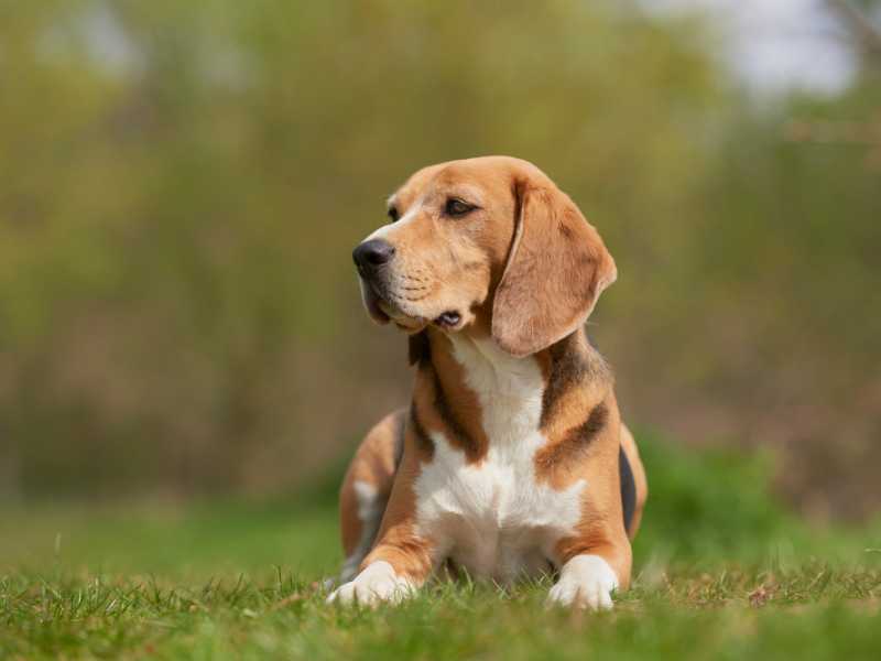 beagle dog