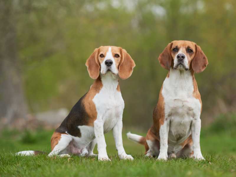 Two Beagle Dogs Standing Together