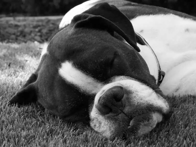 Black Boxer Dog