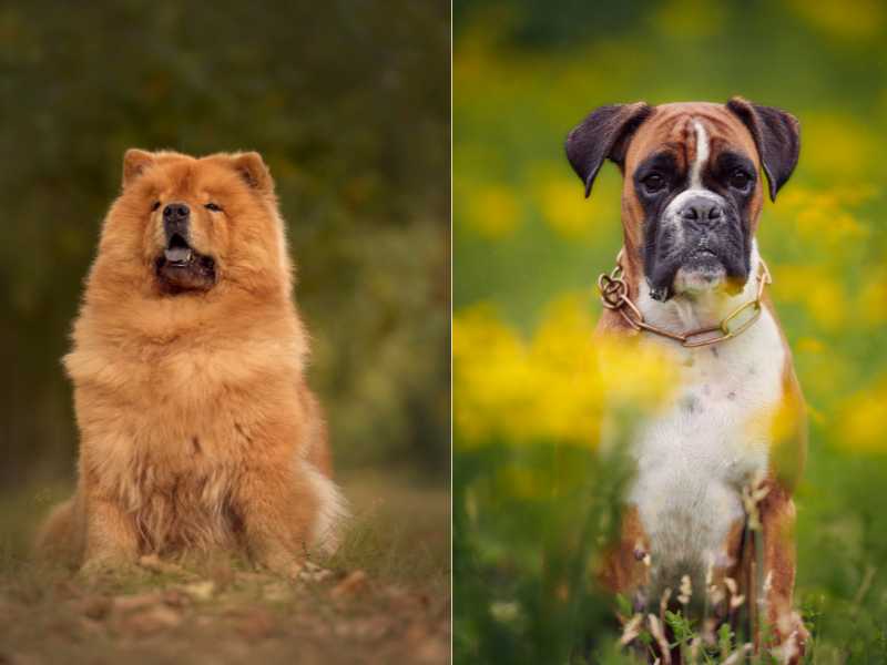 Boxer Chow - Boxer and Chow Chow Dog Mix