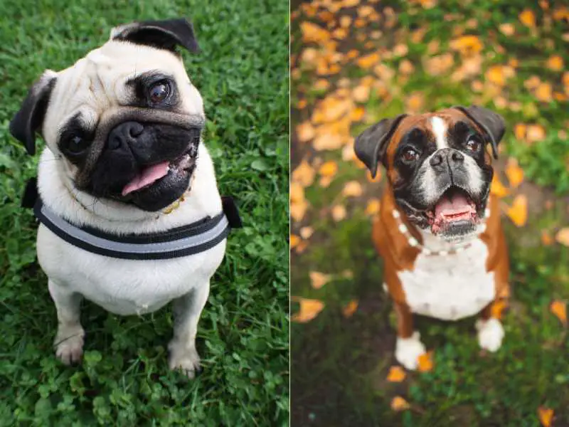 Box-a-pug: Boxer and Pug Mix