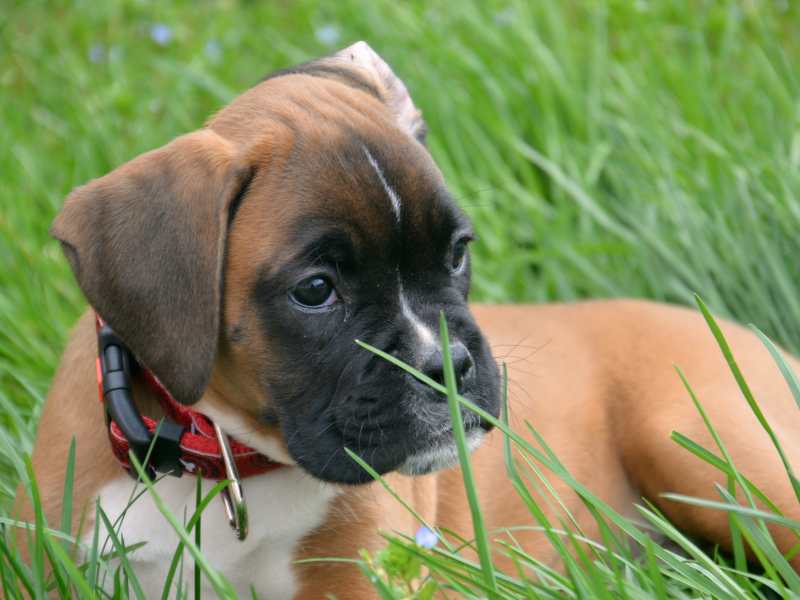Boxer Dog in the grass