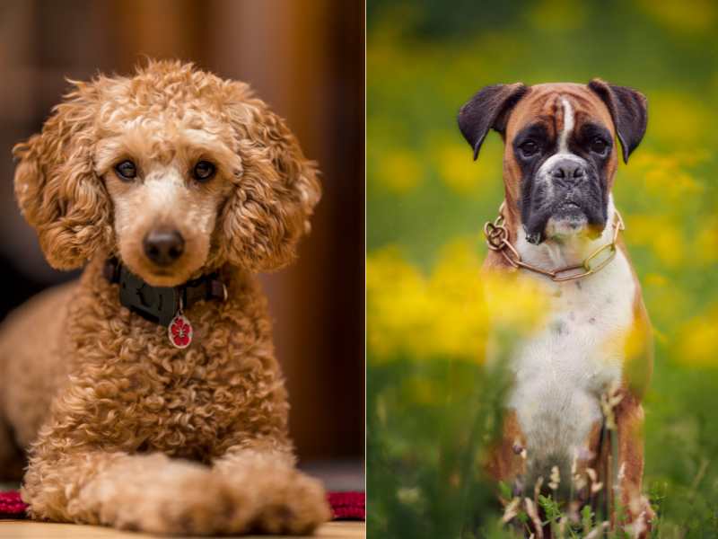 Boxerdoodle - Boxer and Poodle mix