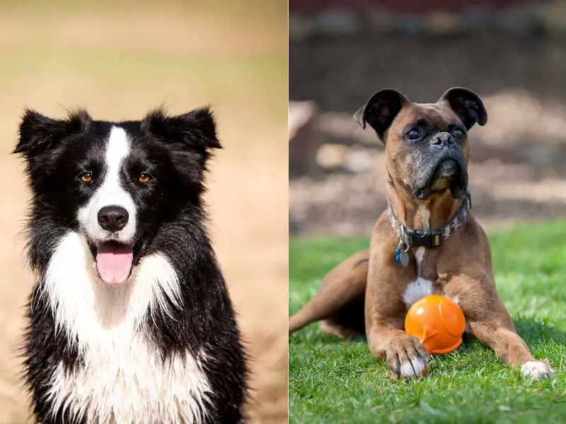 Boxollie: Boxer and Border Collie Mix