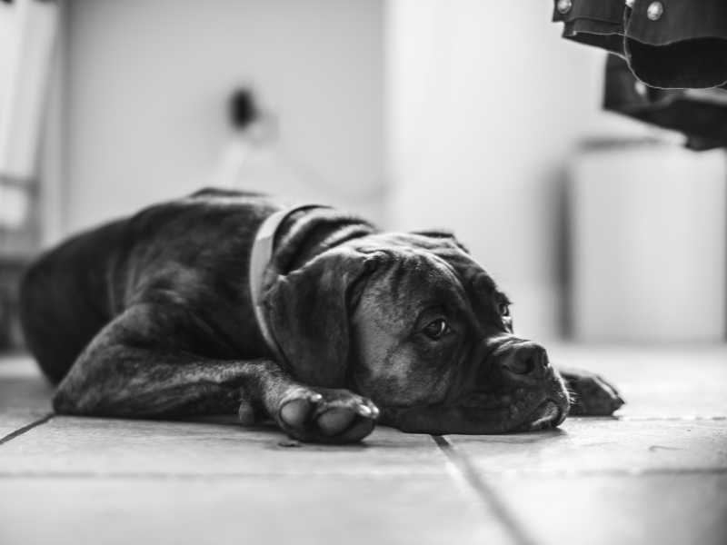 brindle boxer dog