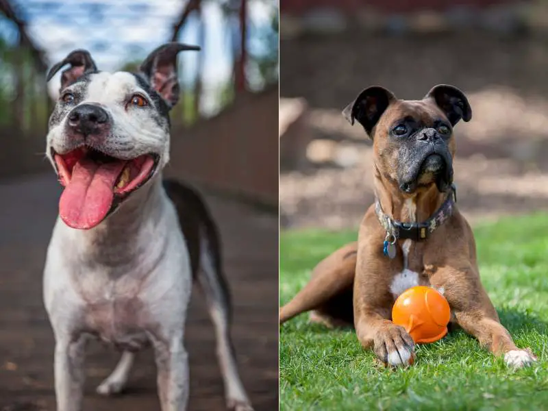 Bullboxer Staff: Boxer and Staffordshire Bull Terrier Mix