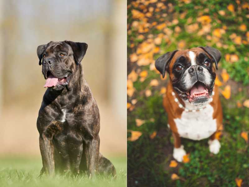 Cane Corxer: Boxer and Cane Corso Mix