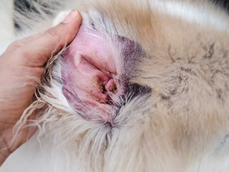 Dog with dermatitis