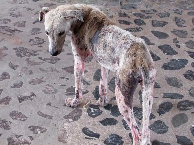 Dog with demodectic mange