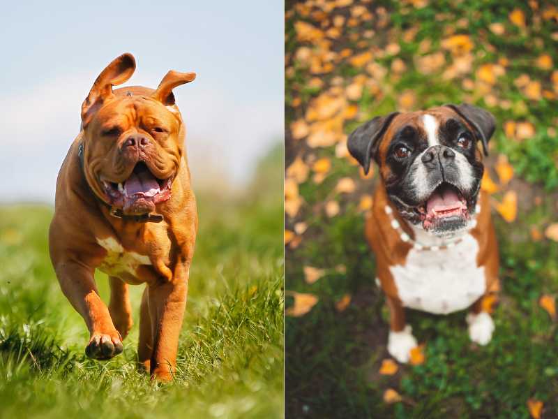 Dogue de Boxer: Boxer and Dogue de bordeaux Mix