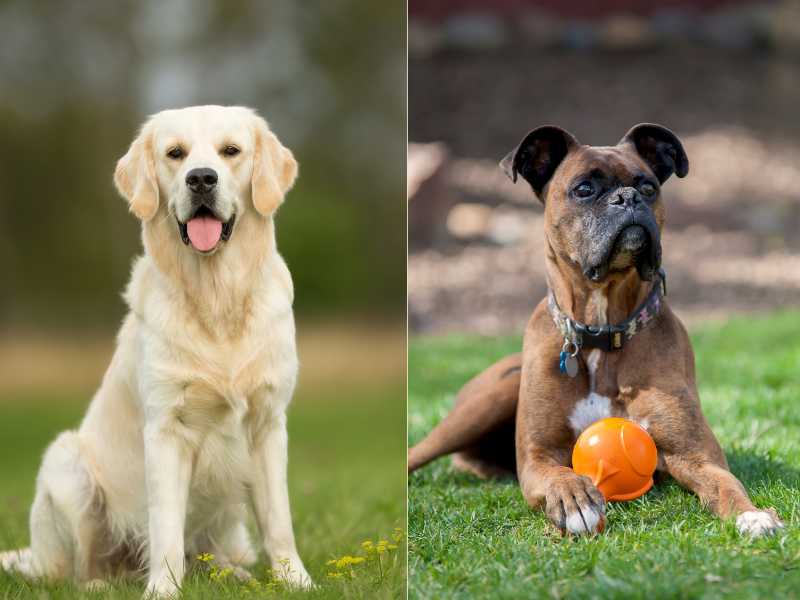 Golden Boxer: Boxer and Golden Retriever Mix