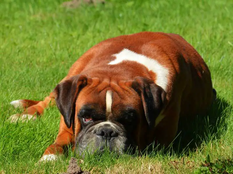 boxer dog laying on a lawn