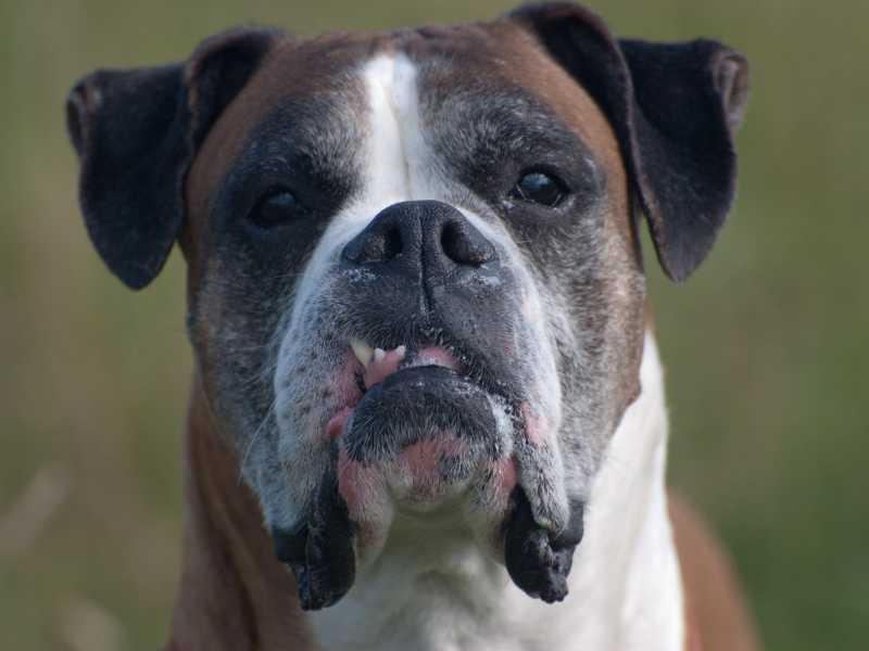 Old Boxer Dog