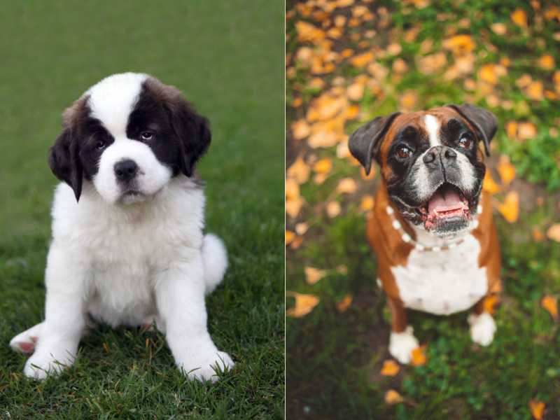 Saint Berxer: Boxer and Saint Bernhard Mix