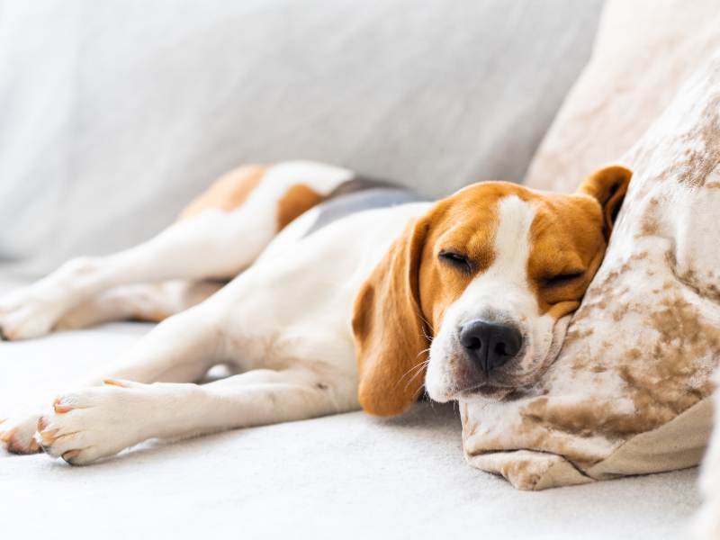 Beagle Dog sleeping on a cozy sofa