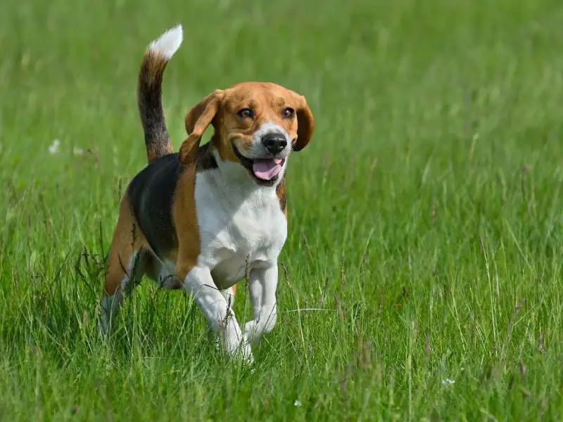 Beagle Dog Running in the Grass