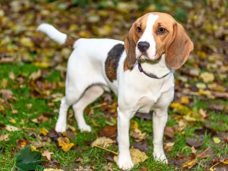Beautiful Brown and White Beagle