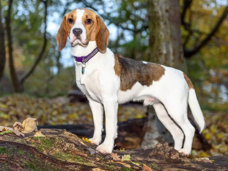 Beautiful brown white and tan beagle dog puppy