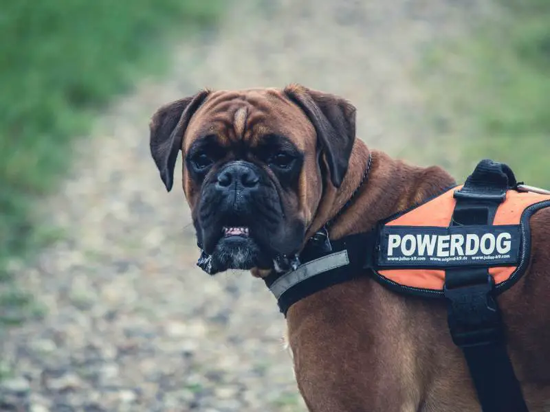 Brown Boxer Dog With Orange Black Powerdog Vest