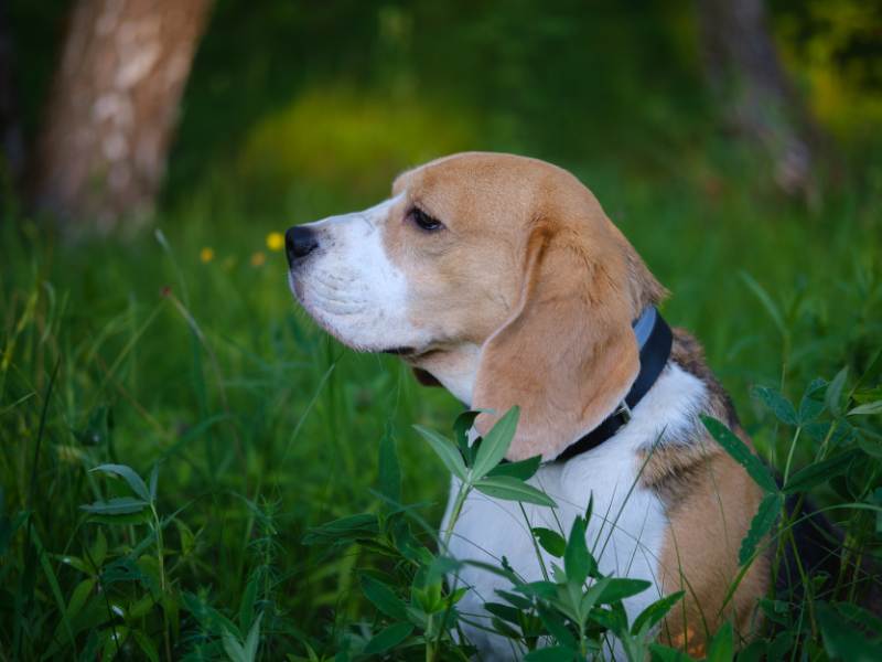 Lemon & white beagle