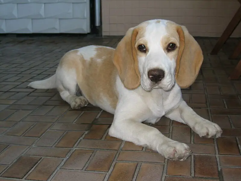 Tan and white Beagle