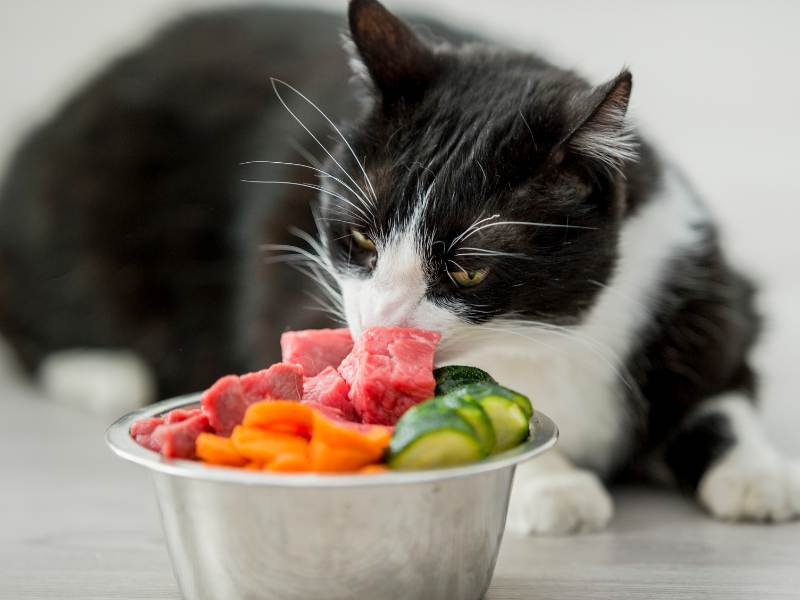 Cat Eating Carrots, Meat, and Cucumbers.