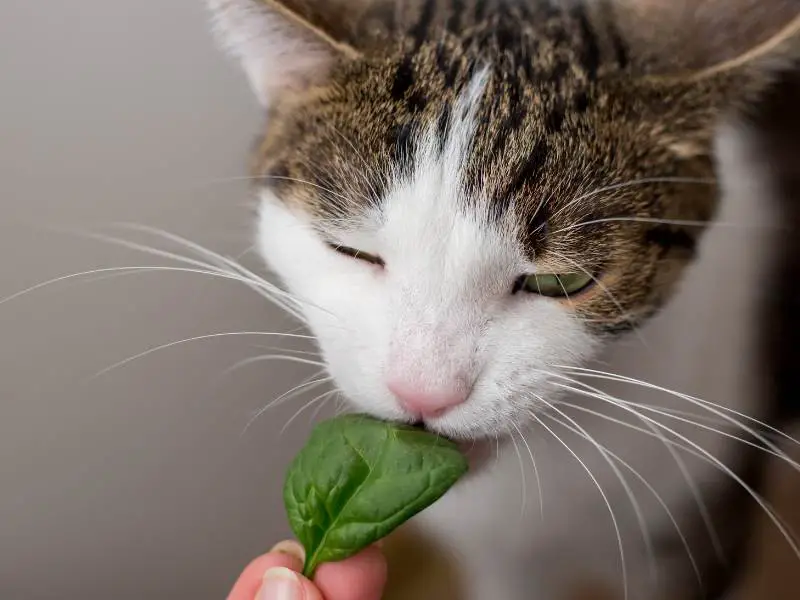 The cat is eating leaf of spinach at home or in indoor.