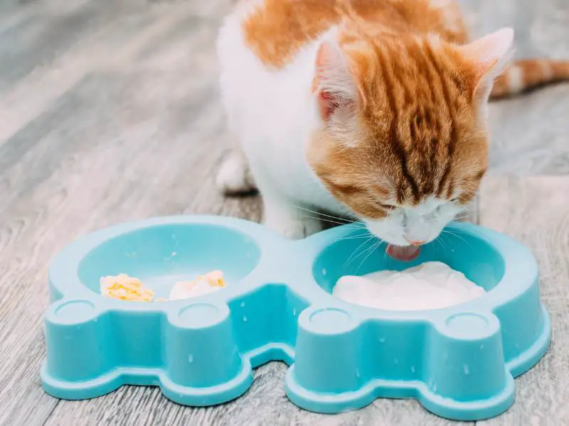 Ginger Cat Is Eating Yogurt from His Bowl.