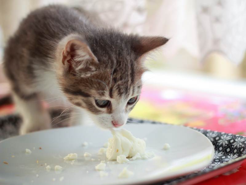 Cute baby cat eating cheese on plate.