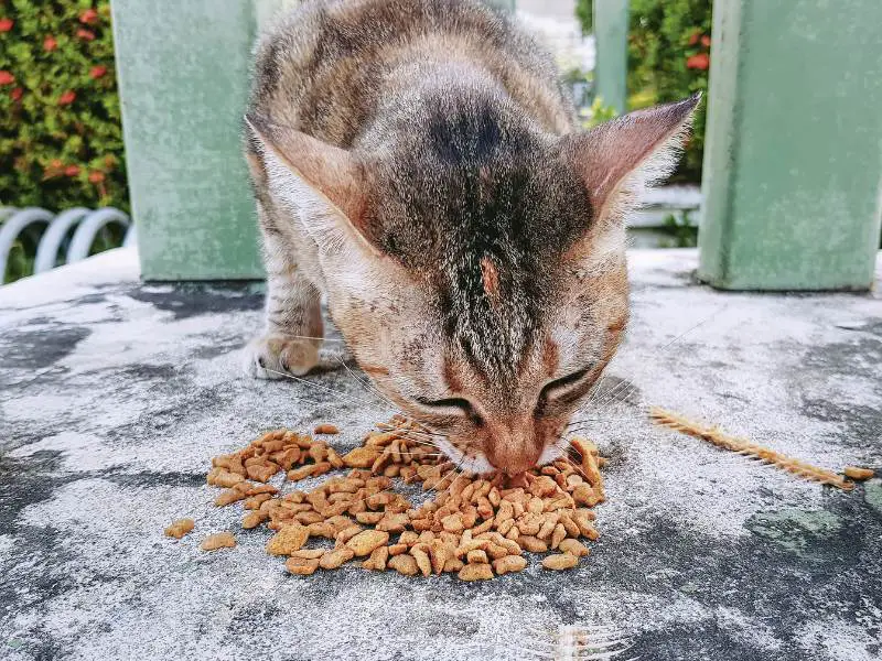 Domestic Cat Eating Food Grains and Fish Bones