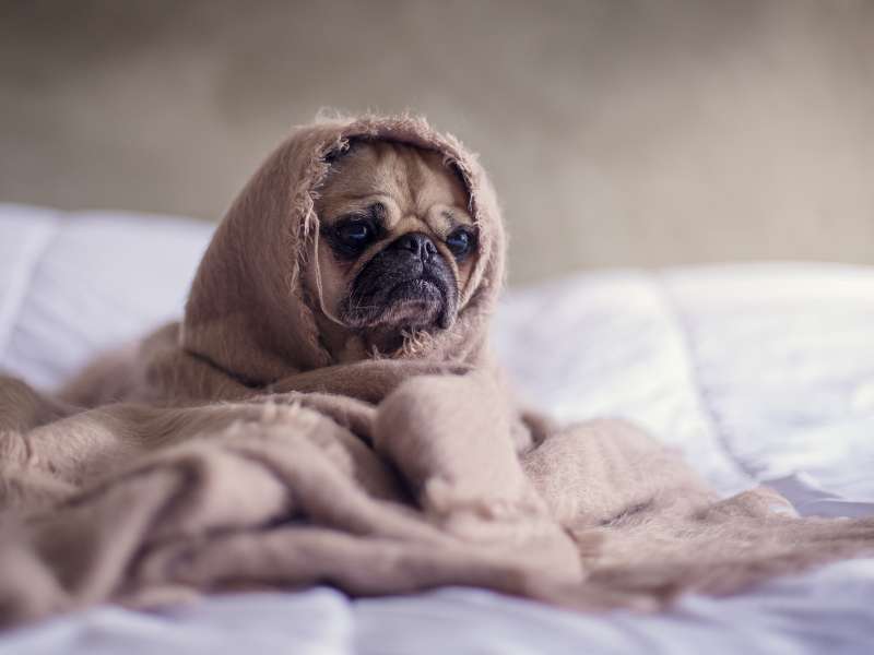 Fawn pug covered with brown blanket