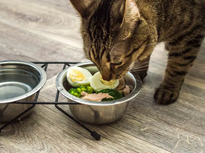 Hungry Cat Eats Fresh Natural Food 