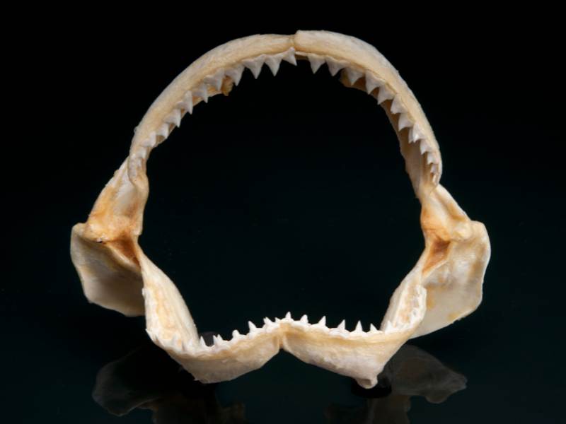 Isolated Shark Jaw Showing his upper and lower teeth
