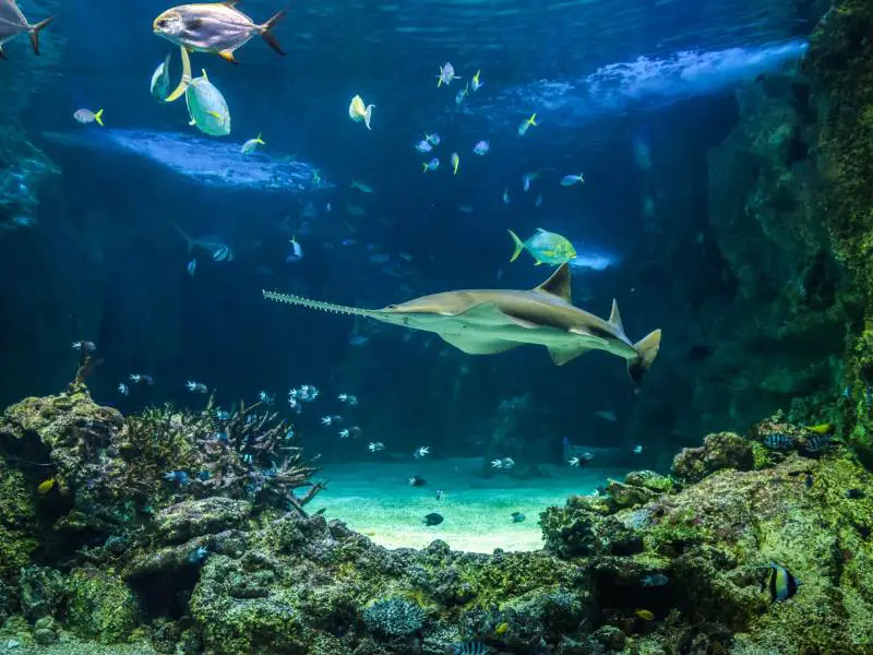 Large Sawfish and Other Fishes Swimming in a Large Aquarium